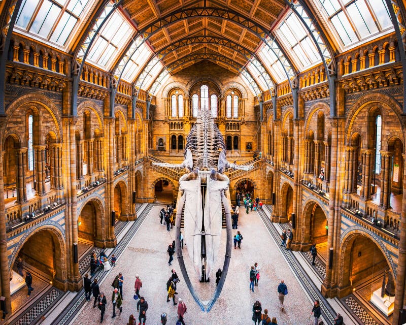 27. November 2017 London, England, nationales historisches Museum Vorderansicht eines Walskeletts, Teil der Wal-Ausstellung in lizenzfreies stockbild 27. November 2017 London, England, nationales historisches Museum Vorderansicht eines Walskeletts, Teil der Wal-Ausstellung in lizenzfreies stockbild