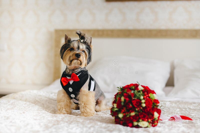novia de las tarifas Perro en el cuarto de la novia imágenes de archivo libres de regalías novia de las tarifas Perro en el cuarto de la novia imágenes de archivo libres de regalías