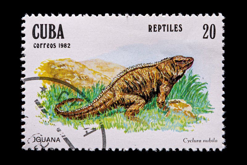 Novosibirsk, Russia - January 07, 2020: stamp nature collection printed in  Cuba  shows iguana  on grass background ,  a postage stamp circa 1982. Novosibirsk, Russia - January 07, 2020: stamp nature collection printed in  Cuba  shows iguana  on grass background ,  a postage stamp circa 1982