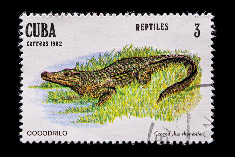 Novosibirsk, Russia - January 07, 2020: stamp nature collection printed in  Cuba  shows crocodile  on grass   on  green background ,  a postage stamp circa 1982. Novosibirsk, Russia - January 07, 2020: stamp nature collection printed in  Cuba  shows crocodile  on grass   on  green background ,  a postage stamp circa 1982