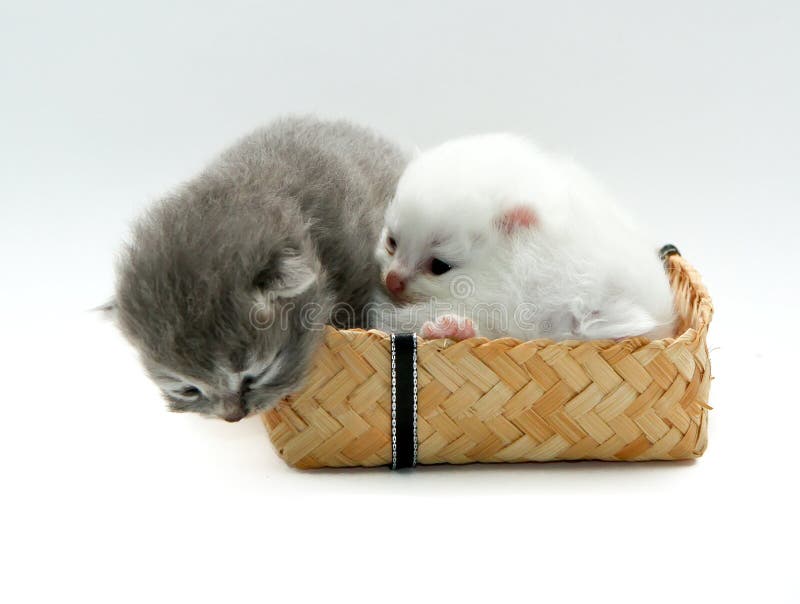 New born kitten on white background. New born kitten on white background