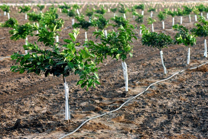 Nowe pomarańczowe rozsady zdjęcia stock Nowe pomarańczowe rozsady zdjęcia stock