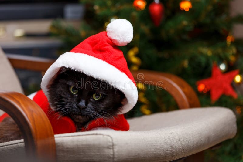 New Year`s image of black cat in Santa costume in armchair against background of decorated Christmas tree. New Year`s image of black cat in Santa costume in armchair against background of decorated Christmas tree