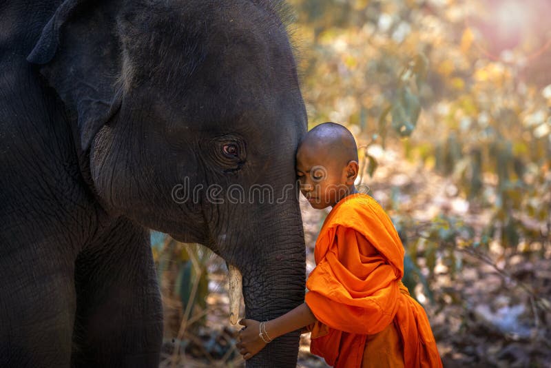 Novices or monks hug elephants. Novice Thai standing and big elephant with forest background., Tha Tum District, Surin, Thailand. Novices or monks hug elephants. Novice Thai standing and big elephant with forest background., Tha Tum District, Surin, Thailand.