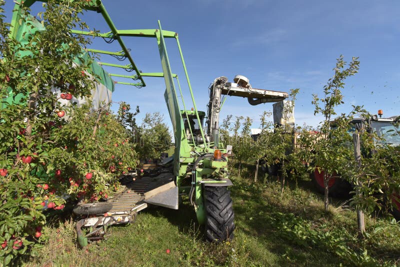 Modern apple harvest with a harvesting machine on a plantation with fruit trees - closeup photo. Modern apple harvest with a harvesting machine on a plantation with fruit trees - closeup photo