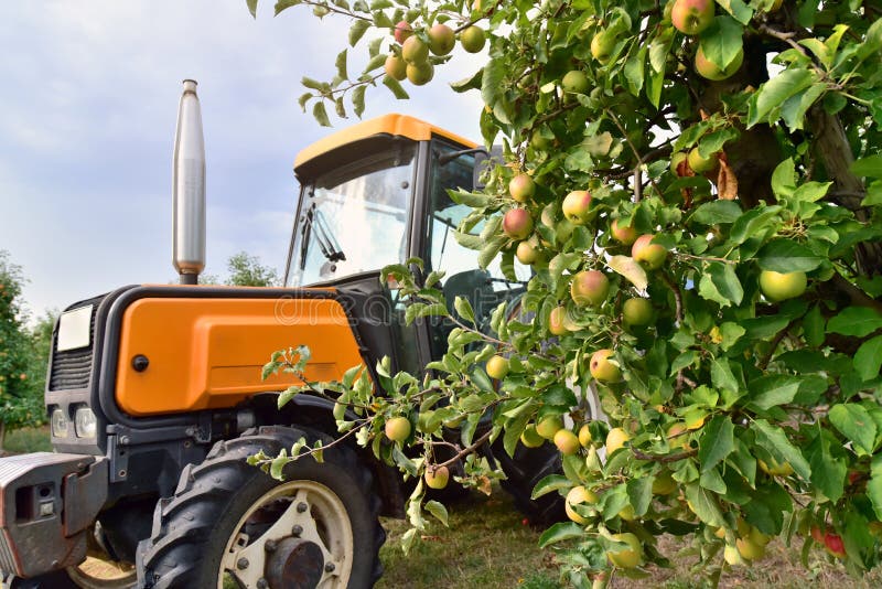 Modern apple harvest with a harvesting machine on a plantation with fruit trees - closeup photo. Modern apple harvest with a harvesting machine on a plantation with fruit trees - closeup photo