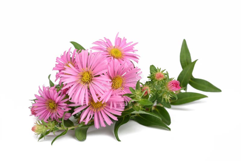 Nowy Jork aster obrazy royalty free Nowy Jork aster obrazy royalty free