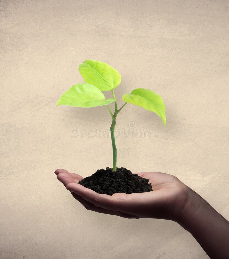 African american women holding a seedling. Textured background. African american women holding a seedling. Textured background.