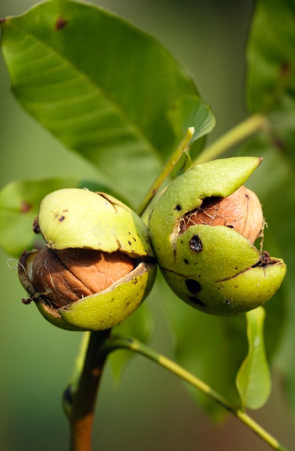 Porcas Maduras De Uma árvore De Noz Imagem de Stock - Imagem de inglês,  fruta: 78538671