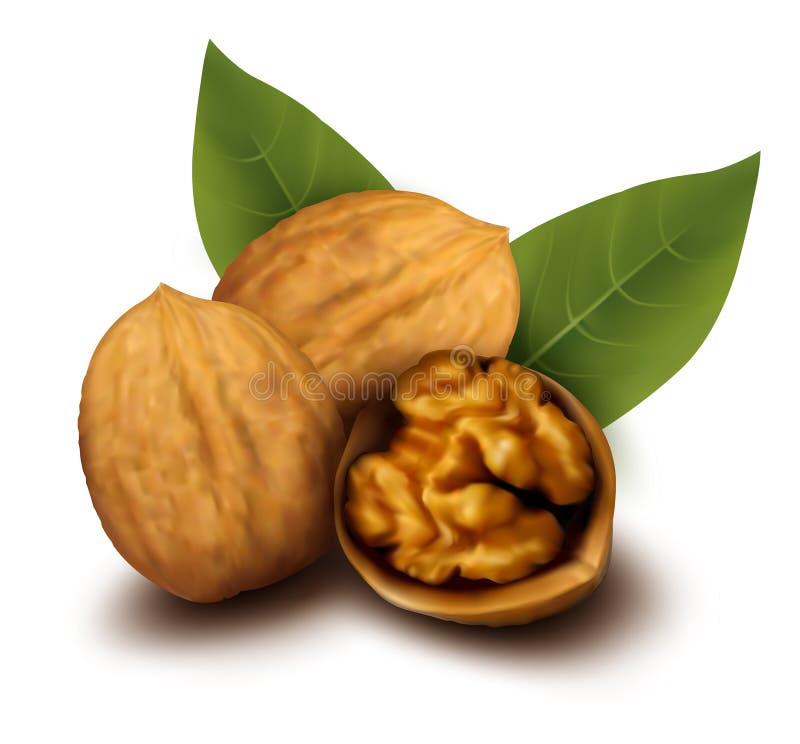 Walnuts and a cracked walnut Vector illustration. Walnuts and a cracked walnut Vector illustration