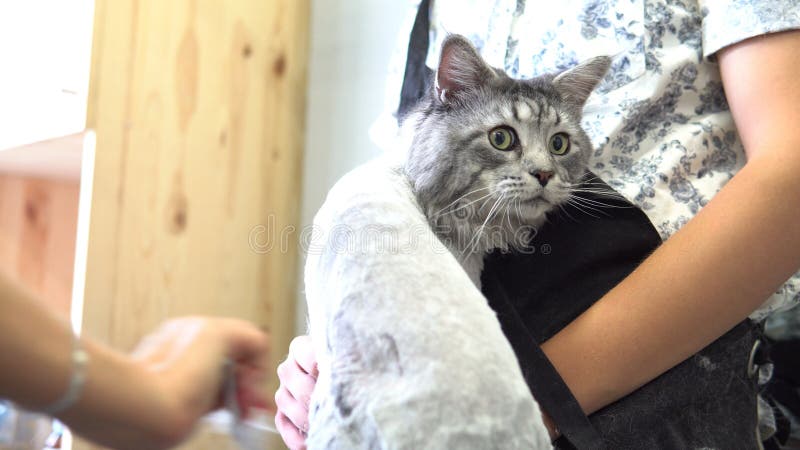 NProfessional Maine Coon Cat Grooming close-up. stock photography NProfessional Maine Coon Cat Grooming close-up. stock photography
