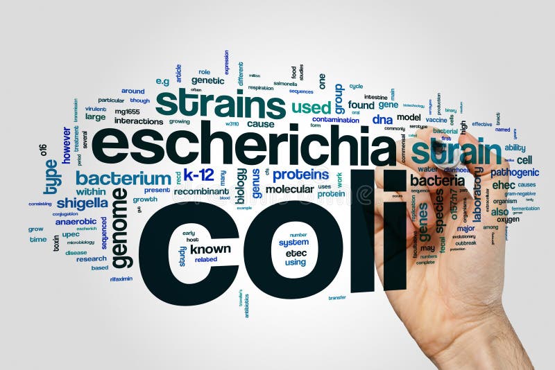Nuage de mot d'Escherichia coli sur le fond gris