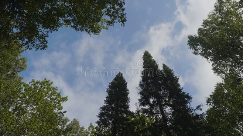 Nuages blancs entourés par les arbres luxuriants contre un beau ciel clair Arbres verts dans la vue de ciel de fond de photos libres de droits Nuages blancs entourés par les arbres luxuriants contre un beau ciel clair Arbres verts dans la vue de ciel de fond de photos libres de droits