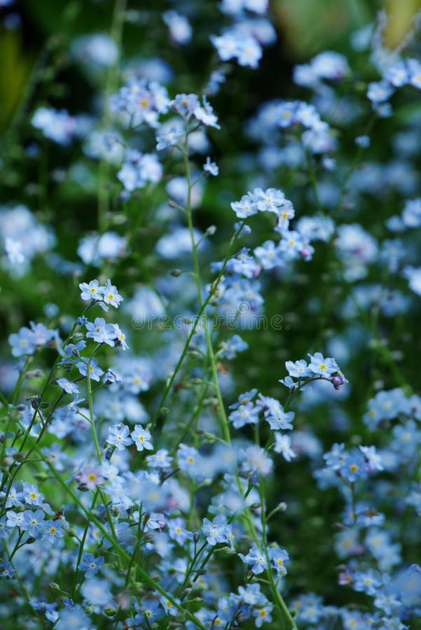 Nube De Las Flores Azules De La Nomeolvides Imagen de archivo - Imagen de  azul, planta: 119385653