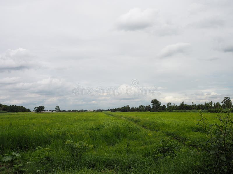 Nubes blancas en el cielo azul árbol de arroz natural prados campos exuberantes césped verde manicurado césped hermoso entorno imagenes de archivo Nubes blancas en el cielo azul árbol de arroz natural prados campos exuberantes césped verde manicurado césped hermoso entorno imagenes de archivo