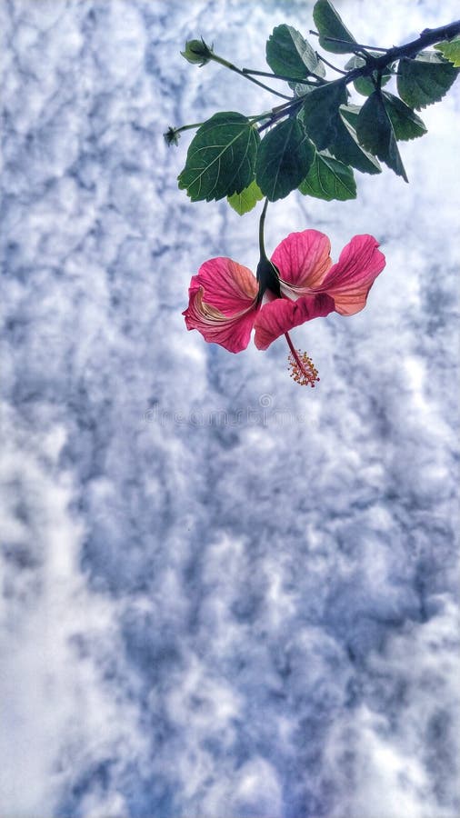 Nubes y flores imagen de archivo. Imagen de wallpaper - 167067271