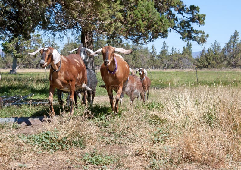 Nubian Goats Running In A Field Stock Photo Image 20853376