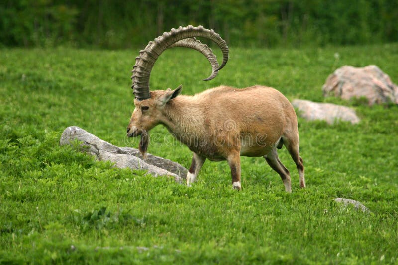 Nubian ibex