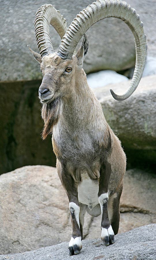 nubian-ibex-3-2637948.jpg