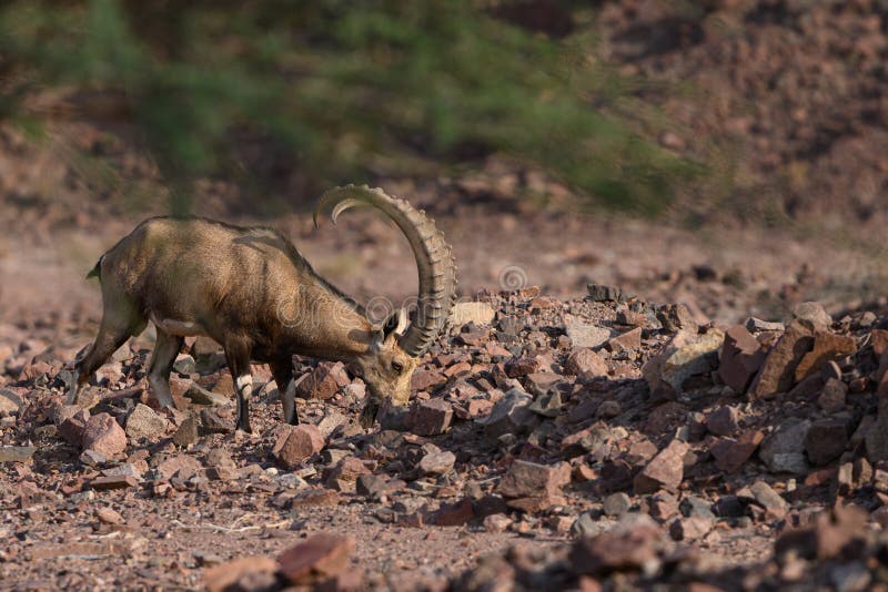 Nubian Ibex Capra的侧景 在以色列的瓦迪沙漠地区发现的稀有哺乳动物库存照片 图片包括有勇敢的 以色列 Nubian Ibex Capra的侧景 在以色列的瓦迪沙漠地区发现的稀有哺乳动物库存照片 图片包括有勇敢的 以色列