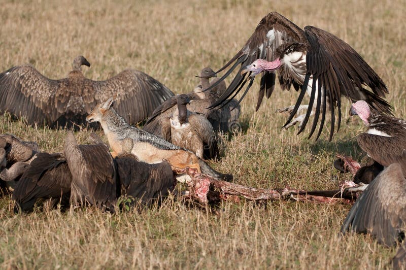 Nubian vulture chasing jackle from kill