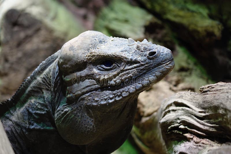 Nubila Cyclura - кубинськая игуана утеса стоковое изображение rf Nubila Cyclura - кубинськая игуана утеса стоковое изображение rf