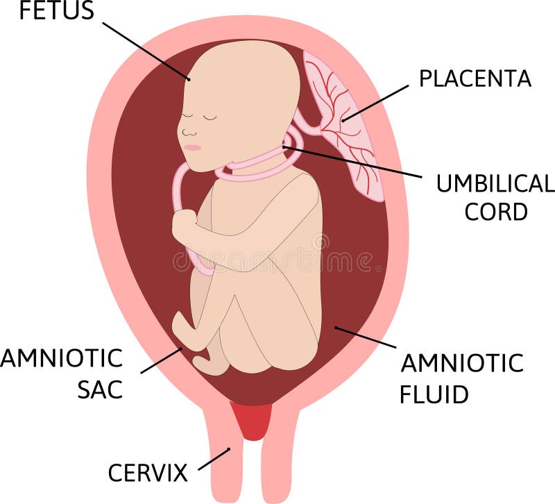 umbilical cord diagram