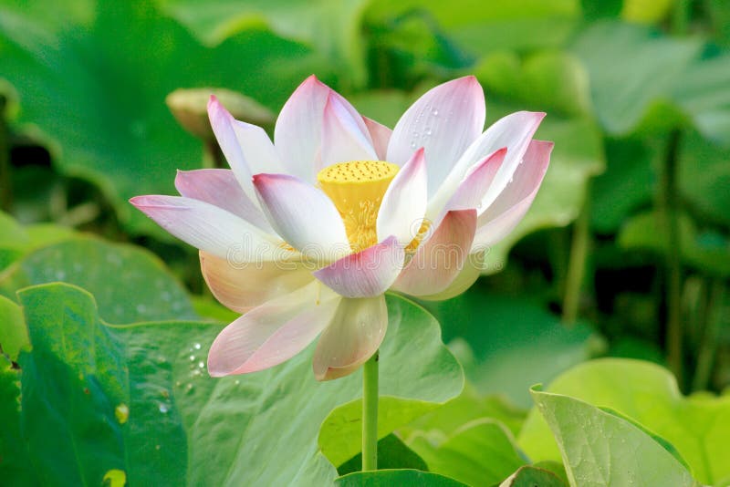nucifera 006 nelumbo стоковые изображения rf nucifera 006 nelumbo стоковые изображения rf