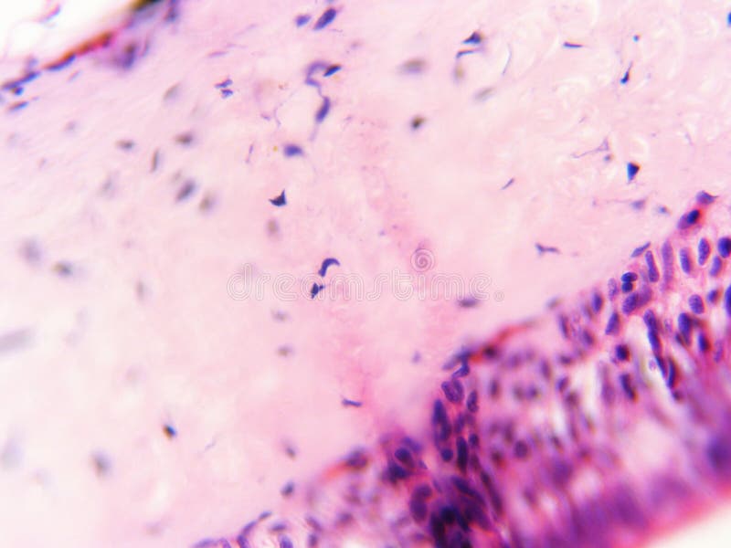 Nuclei delle cellule dell'epitelio ciliato 400x fotografia stock libera da diritti Nuclei delle cellule dell'epitelio ciliato 400x fotografia stock libera da diritti