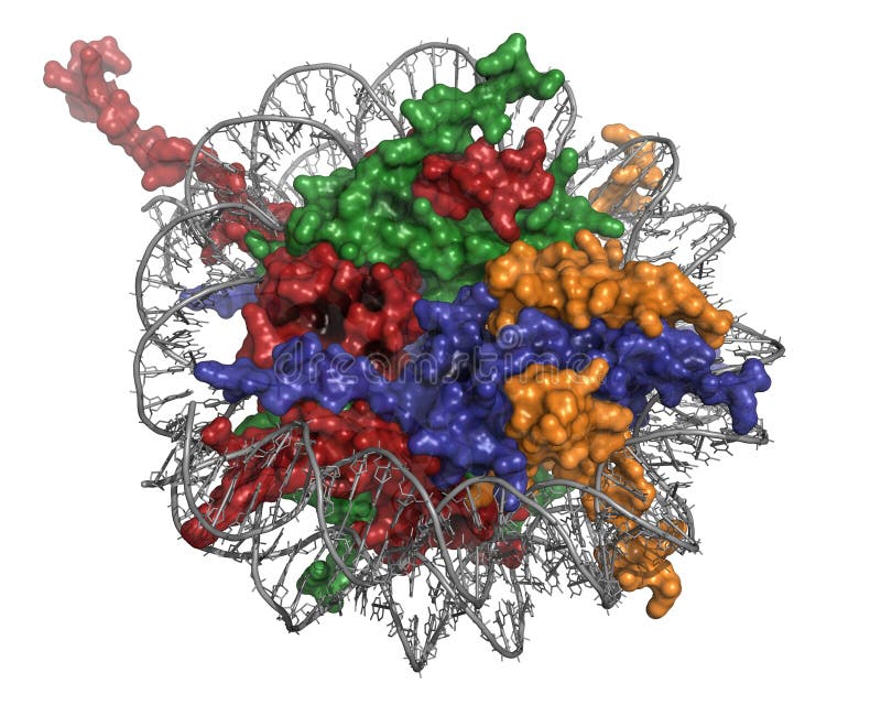 Nucleosome, molecular model. royalty free illustration