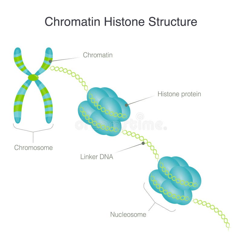 Vecteur Stock Structure of Histone protein and DNA Complex illustration.