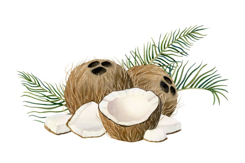 Nucă de cocos acuarelă cu frunze de palmier ilustrație acuarelă izolată pe alb. Jumătate întreagă și bucăți mici de fructe tropica stock illustration