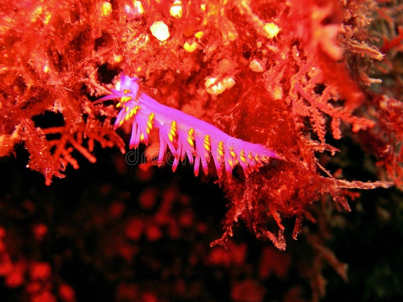 Nudibranch