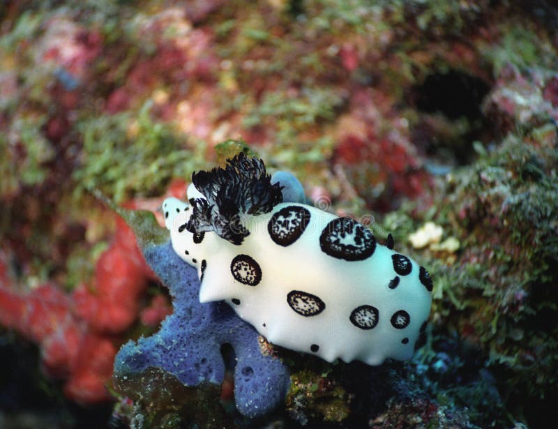 Nudibranch