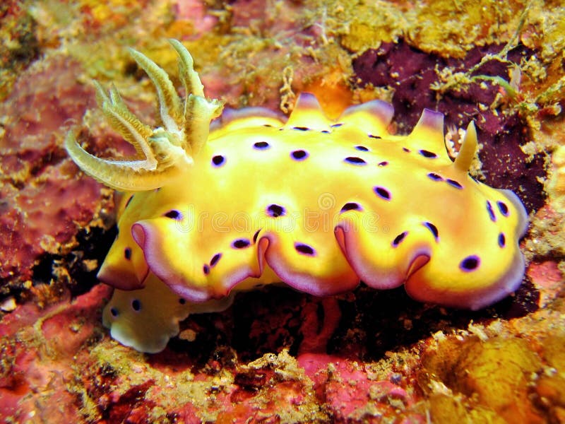 Nudibranch