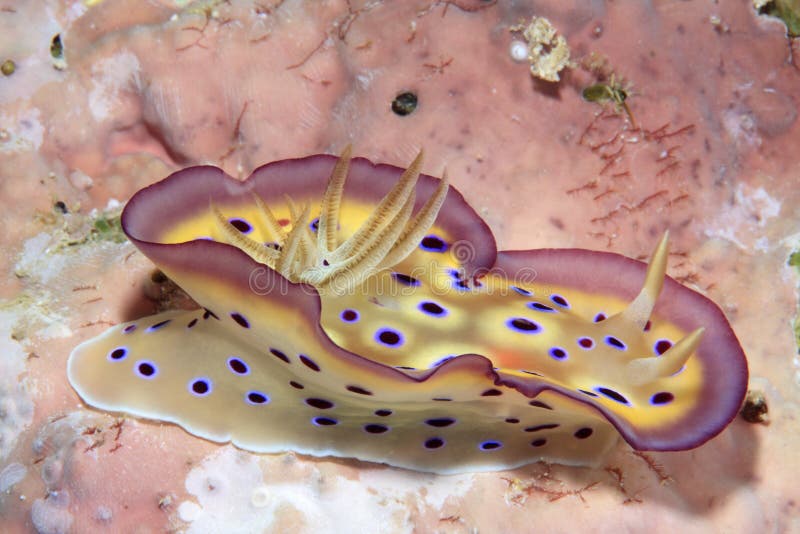 Nudibranch