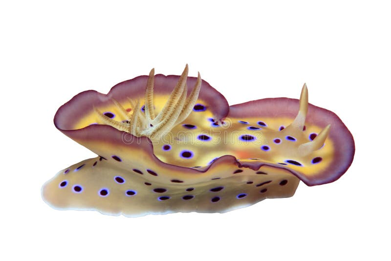 Nudibranch