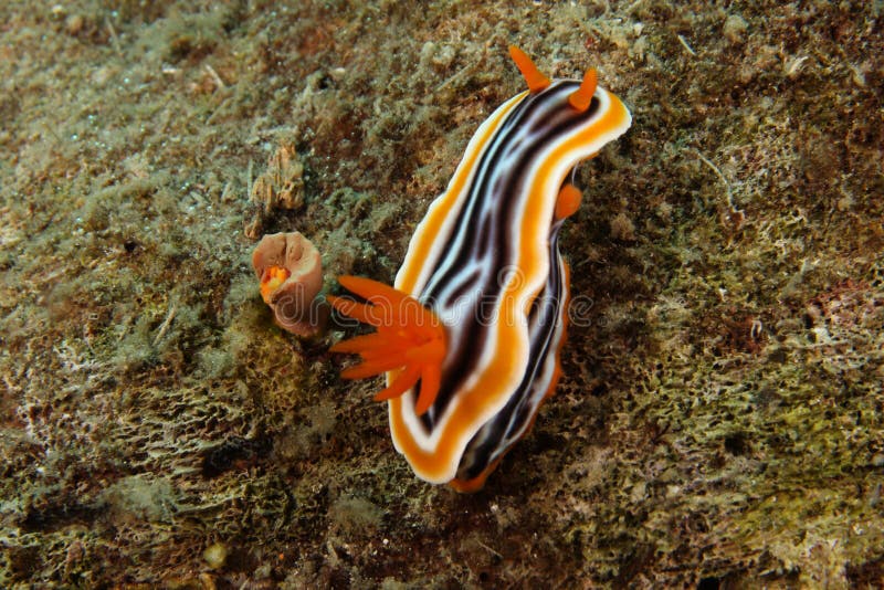 Nudibranch