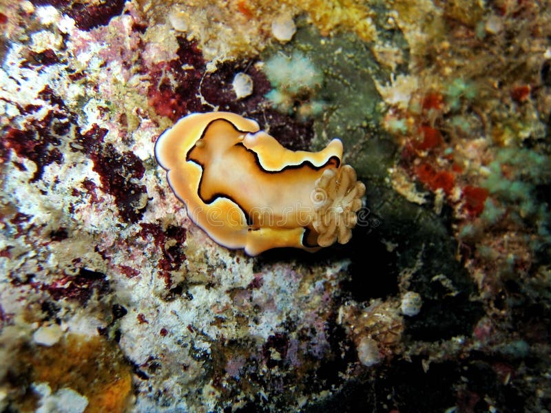 Nudibranch