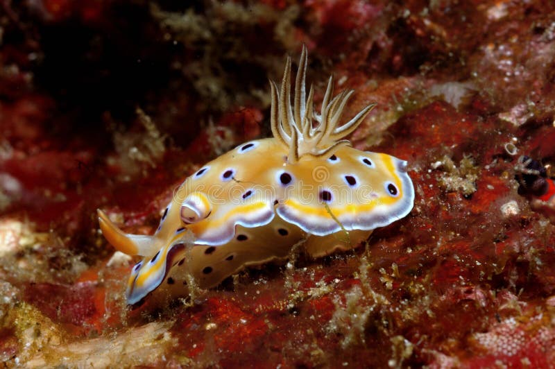 Nudibranch Aceh Indonesia Scuba Diving Stock Image Image of marine