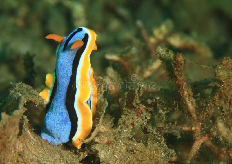 Nudibranch – Chromodoris-annae stock afbeelding Nudibranch – Chromodoris-annae stock afbeelding