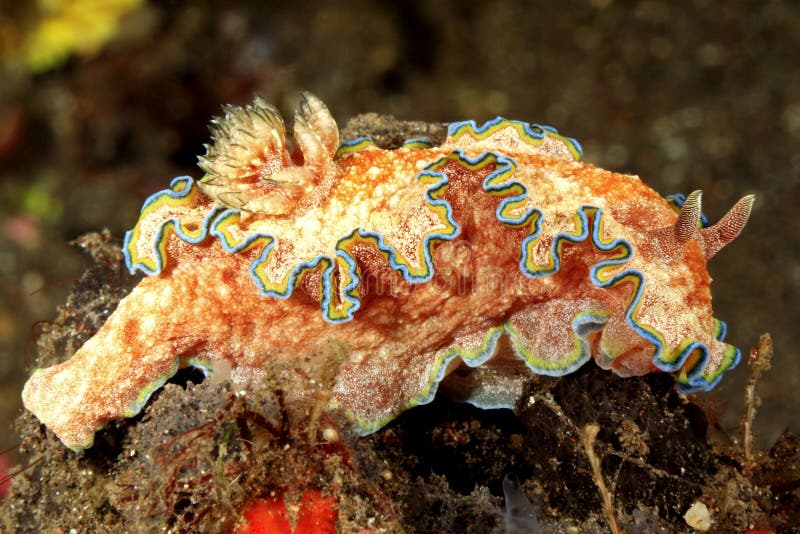 A brightly colored Nudibranch, Glossodoris cincta. Tulamben, Bali, Indonesia. Bali Sea, Indian Ocean. A brightly colored Nudibranch, Glossodoris cincta. Tulamben, Bali, Indonesia. Bali Sea, Indian Ocean