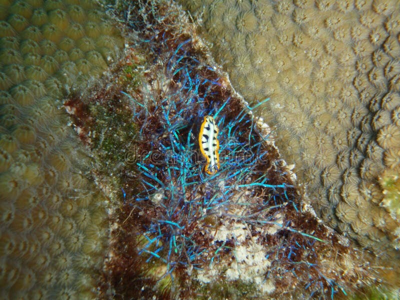 Nudibranch Crawling Over Iridescent Algae Stock Photo Image 35147560