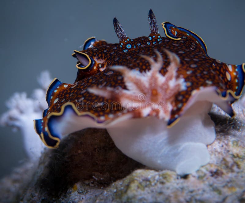 Nudibranch de Charlottae foto de archivo libre de regalías Nudibranch de Charlottae foto de archivo libre de regalías