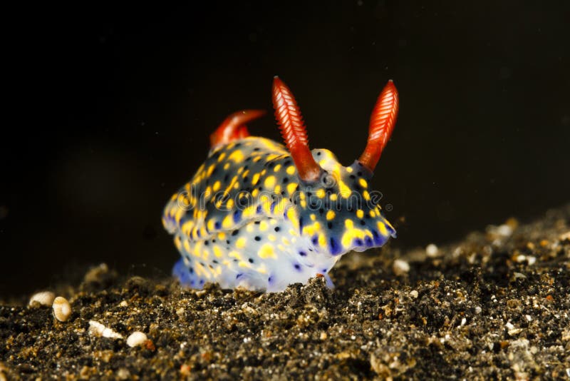 Nudibranch del infucata de Hypselodoris, estrecho de Lembeh, Indonesia imágenes de archivo libres de regalías Nudibranch del infucata de Hypselodoris, estrecho de Lembeh, Indonesia imágenes de archivo libres de regalías