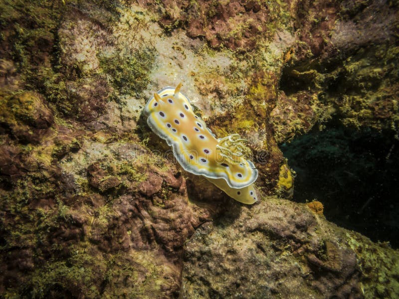 Nudibranch mollusk Chromodoris Geminus on a coral reef in the Indian ocean