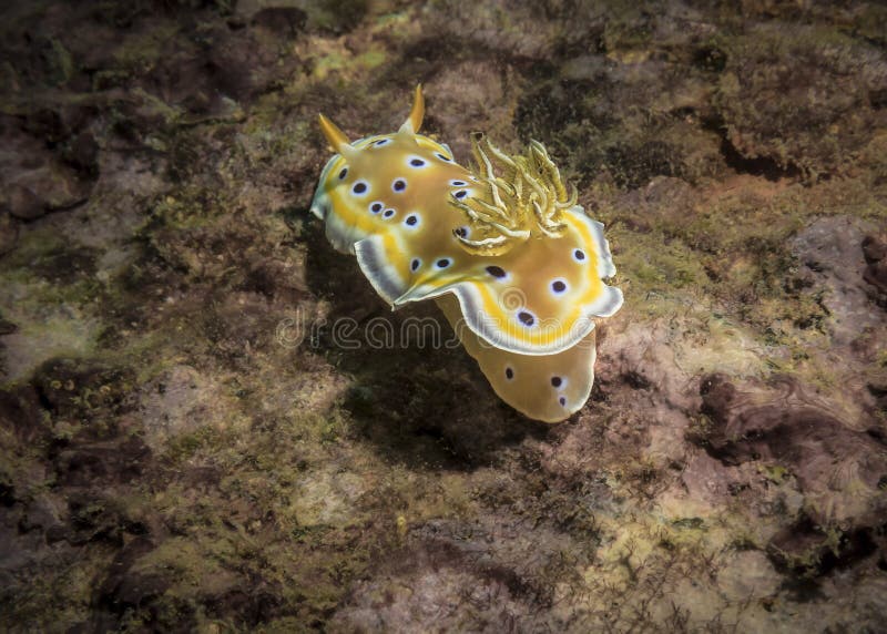 Nudibranch mollusk Chromodoris Geminus on a coral reef in the Indian ocean