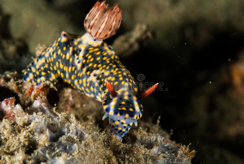 Nudibranch w Ambon, Maluku, Indonezja podwodna fotografia fotografia stock Nudibranch w Ambon, Maluku, Indonezja podwodna fotografia fotografia stock