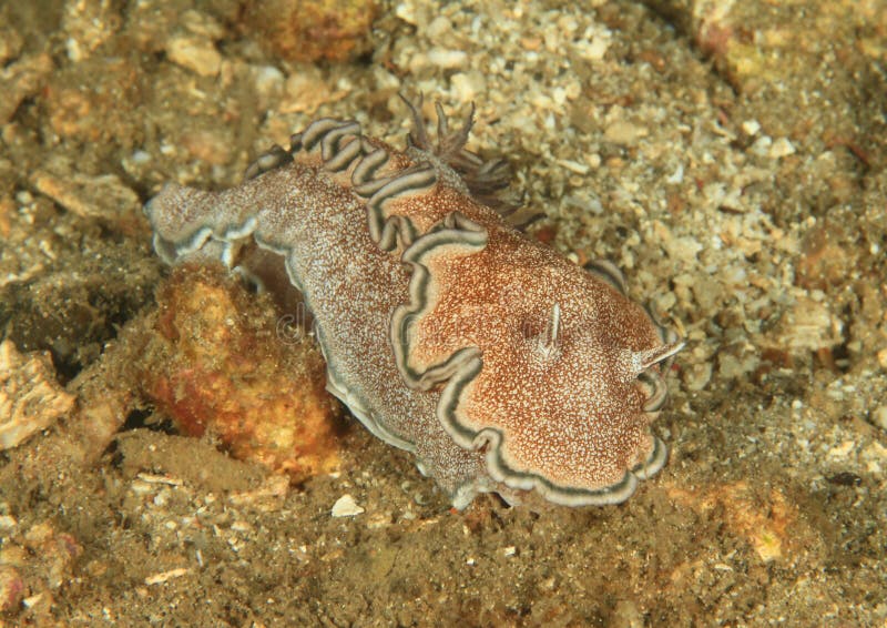 Nudibranch â€“ glossodoris hikuerensis