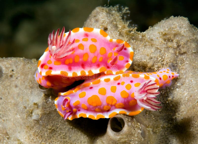 Nudisucursale royalty free stock photos